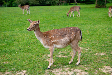 A young deer walks on a lawn. A deer is grazing in a meadow.