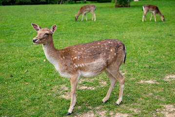 A young deer walks on a lawn. A deer is grazing in a meadow.