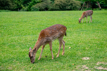A young deer walks on a lawn. A deer is grazing in a meadow