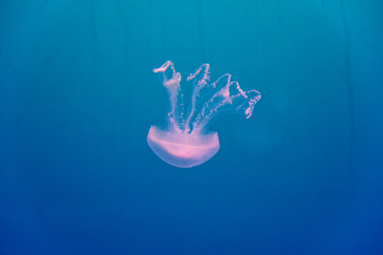 Pink common jellyfish Aurelia Aurita floating in clear blue water