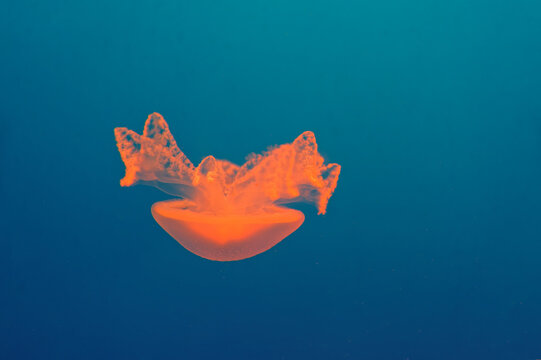 Orange common jellyfish Aurelia aurita floating in clear blue water