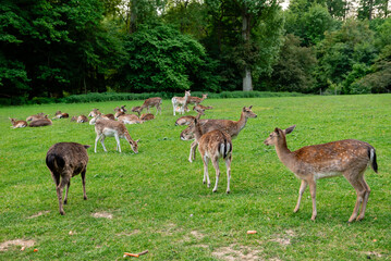 A young deer walks on a lawn. A deer is grazing in a meadow.