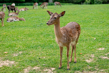 A young deer walks on a lawn. A deer is grazing in a meadow.