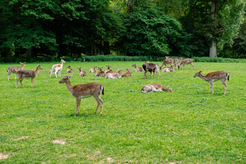 A group of young deer walks on a lawn. A deer are grazing in a meadow.