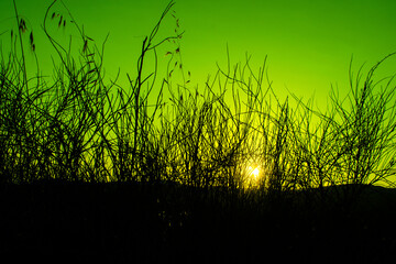 Green wall