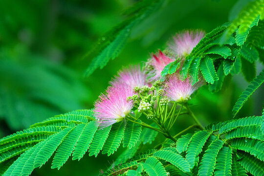 Pink siris, silk tree acacia (Albizia julibrissin) during the flowering period. A tree species introduced to the Crimea subtropics