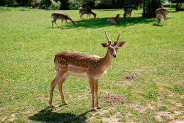 Graceful young deer walking and grazing on a lush green field.