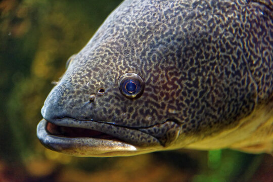 Close up of a Murray Cod, large fresh water fish, critically endangered