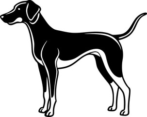 dog on white background