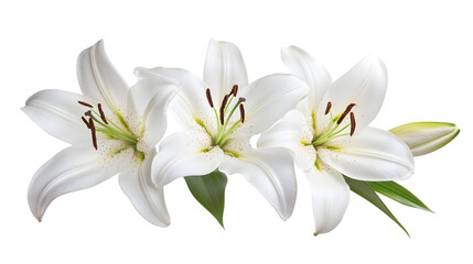 Fototapeta premium Elegant White Lilies Isolated on Transparent Background for Floral Design Inspiration