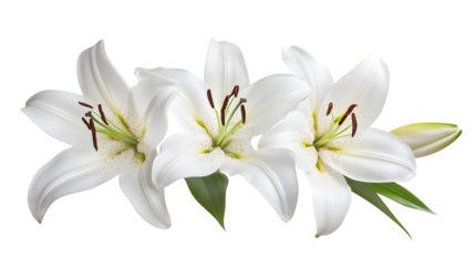 Elegant White Lilies Isolated on Transparent Background for Floral Design Inspiration