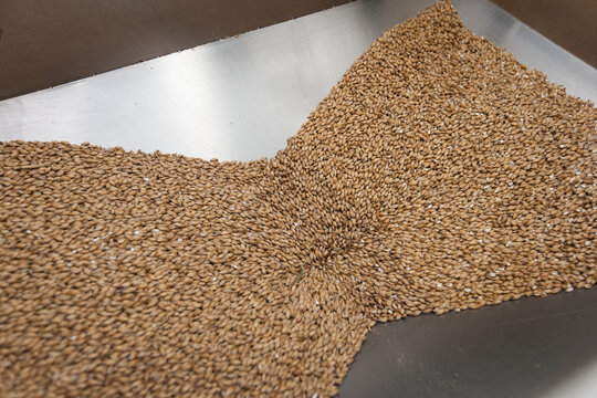 Malt feeding through hopper into the mill