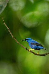 Shining honeycreeper (Cyanerpes lucidus) is a small bird in the tanager family. It is found in the Costa Rica