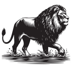 Lion walking in water vector image