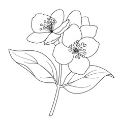hand drawn vector illustration of flower on white background