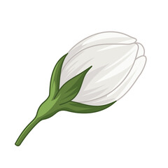 jasmine flower isolated on white background