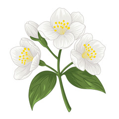 jasmine flowers isolated on white background
