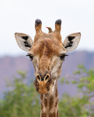 The red-billed oxpecker and giraffe have a symbiotic relationship. The oxpecker explores all parts of the animals body. © Kalub