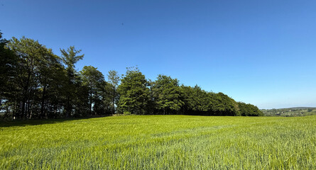 A lush green field extends into the distance, bordered by a dense line of trees under a clear blue sky. The scene conveys a peaceful and open countryside landscape in, Farnley, Otley, UK