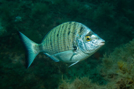 Spitzbrasse, Fisch, Unterwasserfoto, Costa Brava, Spanien, Mittelmeer, Diplodus puntazzo