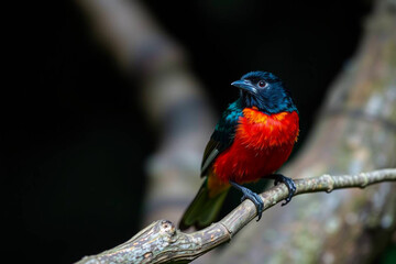 Obraz premium Striking Crimson-Collared Tanager Perched on a Tree Branch, Displaying Its Vivid Red and Black Plumage in a Lush Natural Setting, Vibrant Wallpaper