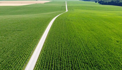90-degree aerial shot: vast cornfield with a narrow curved path cutting through the middle, green vegetation fills 90% of the frame, natural pattern meets human trace.
