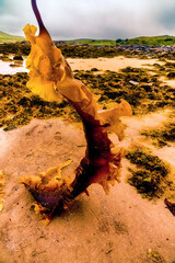 Scandinavian skerries after low tide. Muddy sandbank. Kelp (Laminaria digitata) at low tide on the littoral of the eastern coast of Barents Sea fiord