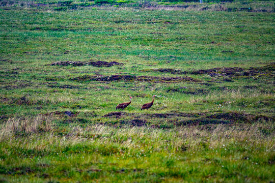 The seaside Chukchi tundra. Two Sandhill cranes (Grus canadensis canadensis). Anadyr Bay, Chukotka