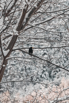 bird on a tree
