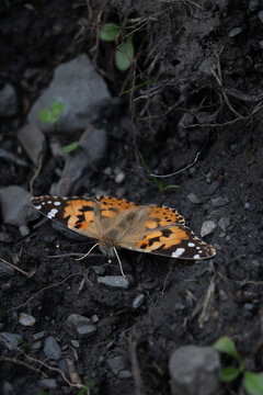 butterfly on leaf
