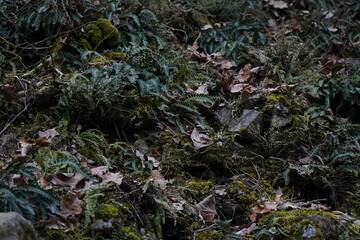 Fern, The rustyback fern(Asplenium ceterach).