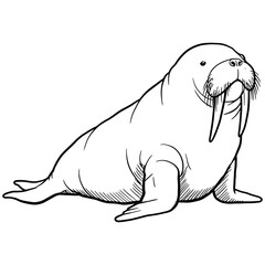Detailed black and white line drawing of a walrus in a relaxed sitting pose, featuring prominent tusks, whiskers, and flippers, ideal for wildlife education or marine-themed designs.