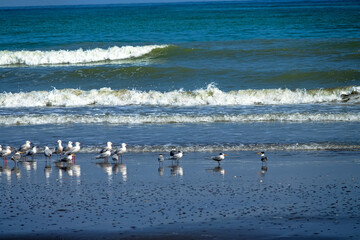 Wintering slender-billed gulls (Chroicocephalus genei, Larus genei) and Swift Terns (Thalasseus bergii). Oman