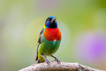 Obraz premium Colorful Painted Bunting Bird Perched in Nature, Showcasing Its Vivid Blue, Green, and Red Plumage in a Serene Natural Setting, Vibrant Wallpaper