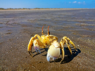 Red Sea ghost crab (Ocypode saratan) in an attack pose on a photographer. Bright Claw as a threat releaser, aggressive behavior. Gulf of Oman, Arabian Sea
