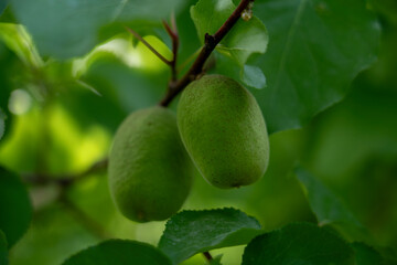 Unripe Apricot on Tree Branch