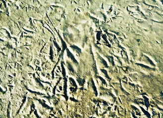 Bird's feet background. Prints of ducks' legs on a muddy shoal, shelducks (Tadorna tadorna)