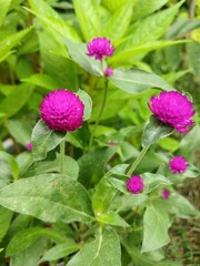 Purple button flower