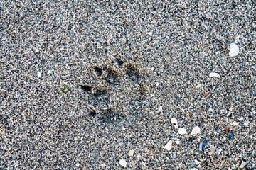 Fox trail on coarse-grained (shell) loose sand