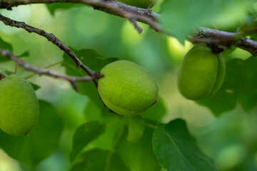 Unripe Apricot on Tree Branch