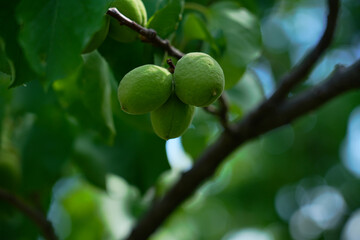 Unripe Apricot on Tree Branch