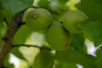 Unripe Apricot on Tree Branch