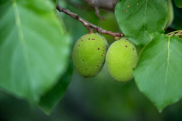 Unripe Apricot on Tree Branch