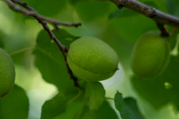 Unripe Apricot on Tree Branch