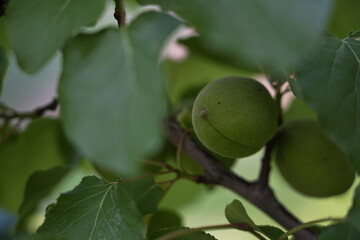 Unripe Apricot on Tree Branch