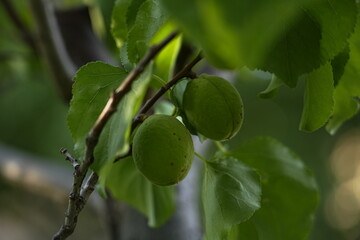 Unripe Apricot on Tree Branch