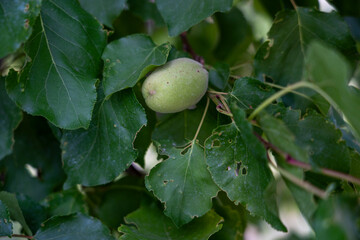 Obraz premium Unripe Apricot on Tree Branch