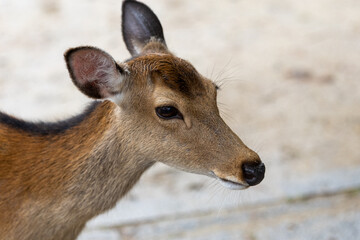 Portraits of Sacred Sika Deer in Nara, Japan