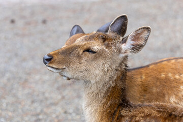 Portraits of Sacred Sika Deer in Nara, Japan