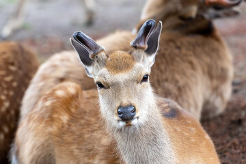 Portraits of Sacred Sika Deer in Nara, Japan